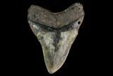 Fossil Megalodon Tooth - North Carolina #147527-2